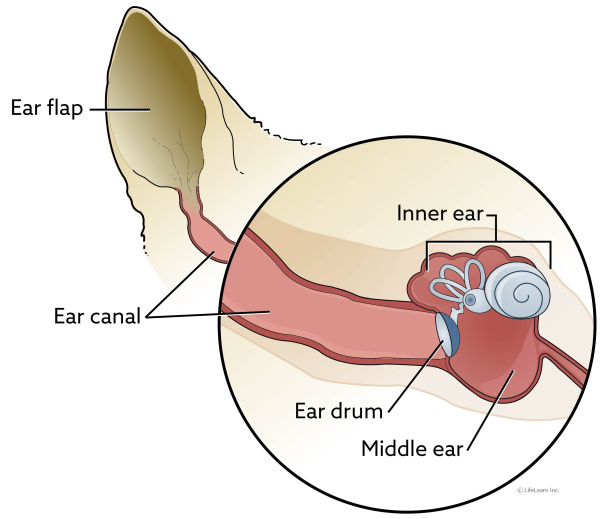 Top 13 brown stuff in dog ear 5 Ear Infections in Dogs (Otitis Externa)