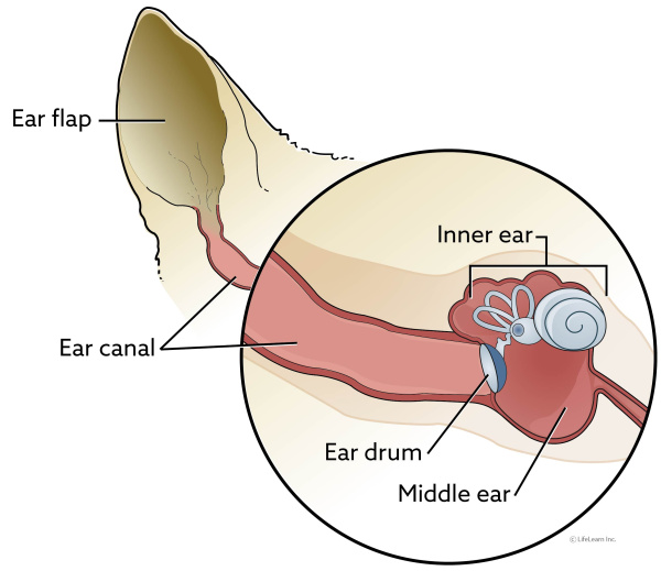 how to diagnose an inner ear infection in dogs