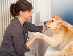 are dogs sedated for ultrasounds