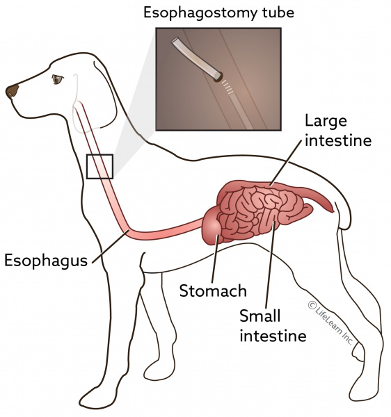 vca dog food recommendations