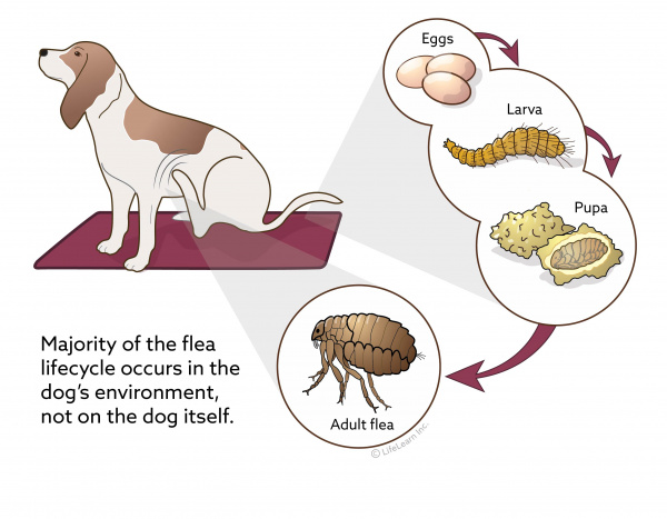 why do puppies have fleas