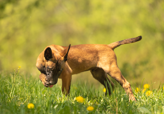 A dog is licking one of his front paws while standing in a grassy field