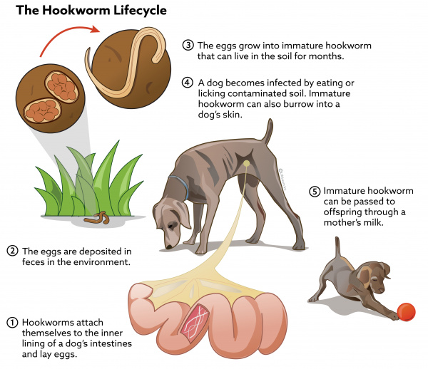 how do worms spread from dog to dog