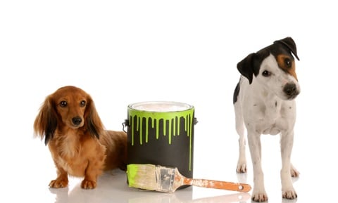 Paint and Varnish Poison Alert for Dogs and Cats