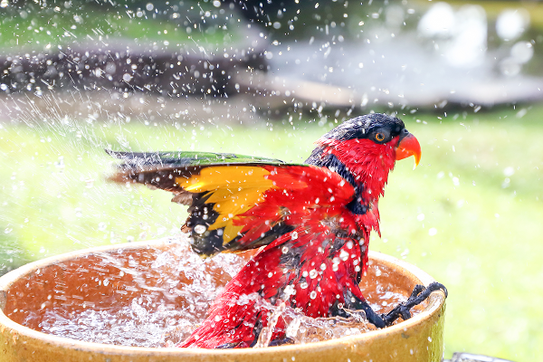 how often should you bathe your bird