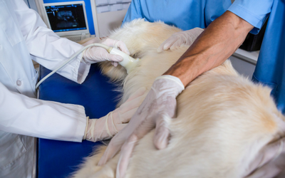 Inflammatory Bowel Disease in Dogs