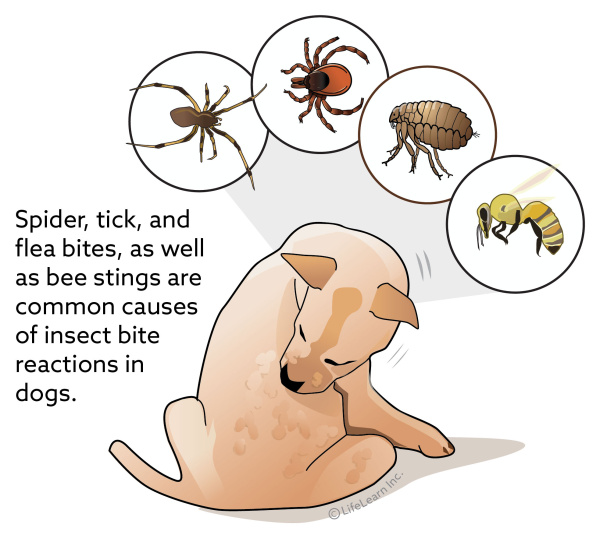 how to treat dogs with mosquito bites