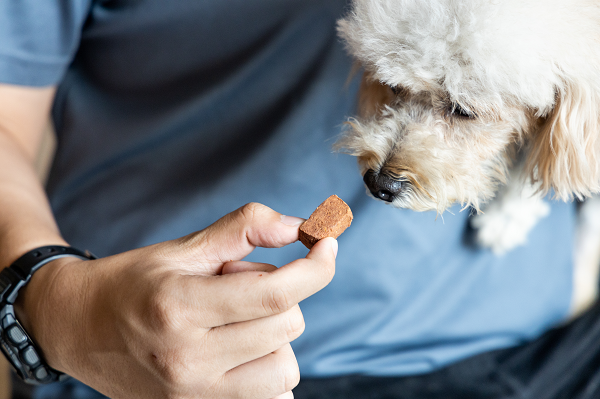 Owner giving it's dog a parasite prevention chew medication