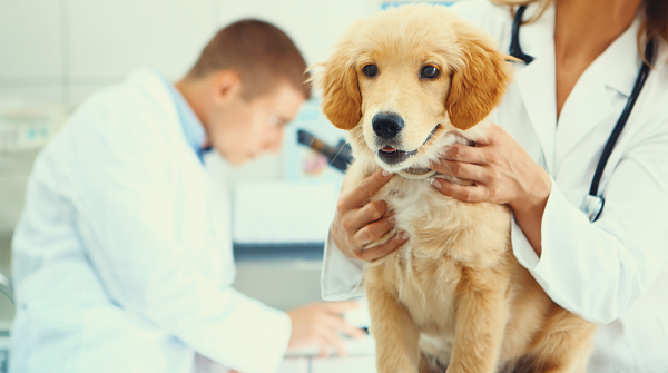 A young golden retriever is held on the exam table while the veterinarian looks at a sample under microscope in the background