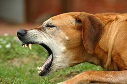 The list of 17 how does kennel cough spread 5 Kennel Cough or Tracheobronchitis in Dogs