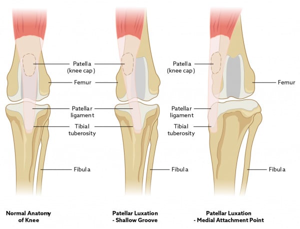 luxating patella dog treatment