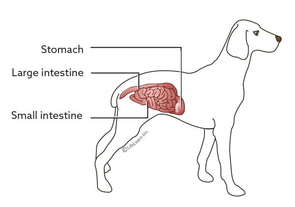 best dog food for malabsorption