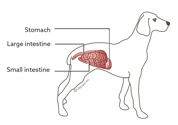 what causes epi in dogs