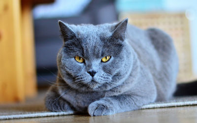 cat_coat_1 cat_coat_1