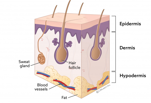 skin_layers_2018-01 skin_layers_2018-01