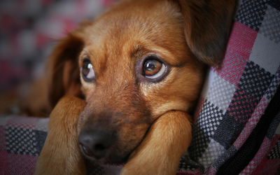 Pain Management for Dogs