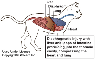 Diaphragmatic Hernia in Cats | VCA Animal Hospital