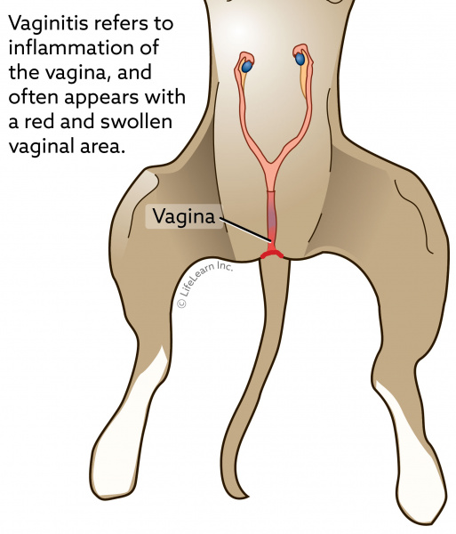 why is my female dog vulva swollen