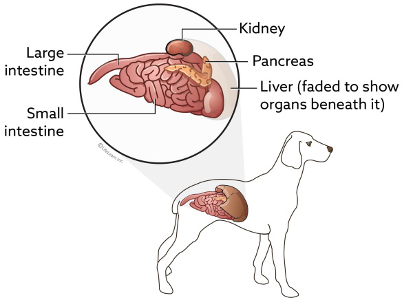 what organ is on the right side of a dog