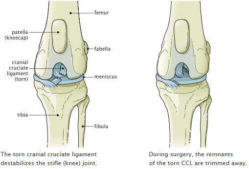 what is a dogs knee called