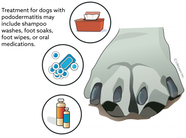 Top 20+ dog licking paw red between pads 6 Pododermatitis in Dogs | VCA Animal Hospital