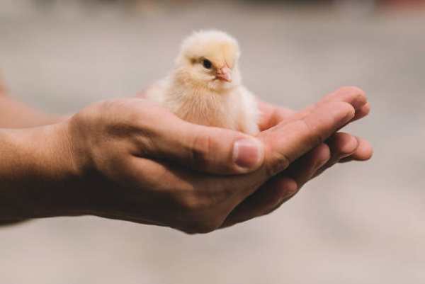 Top 20 how much do baby chicks eat 9 Hand-Feeding Baby Birds | VCA Animal Hospital