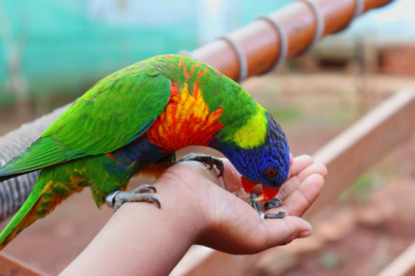 lorikeet nectar feeder