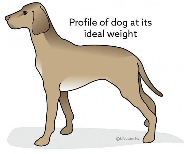 how much should my dachshund weigh
