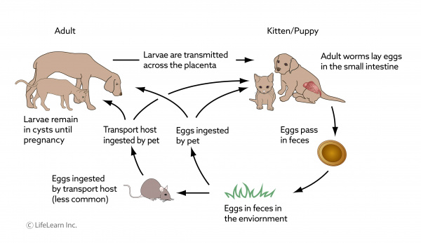 what is the life cycle of roundworms in dogs