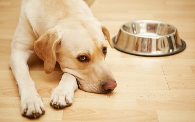 what causes lack of appetite in dogs