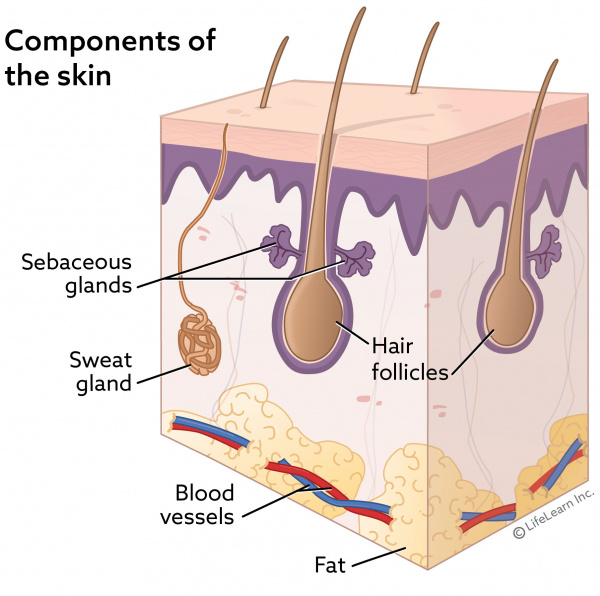 what causes oily skin in dogs