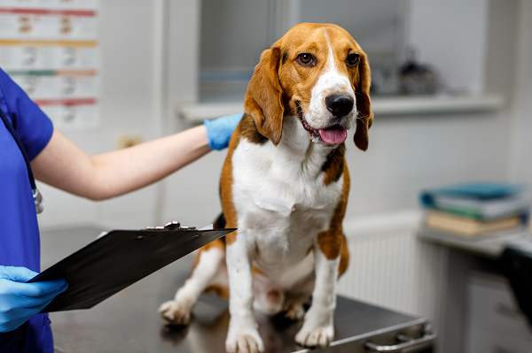 Skin Biopsy in Dogs