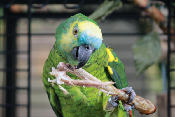 Pacheco's Disease in Birds | VCA Animal Hospital