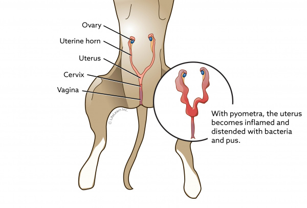 what are the signs of pyometra in dogs