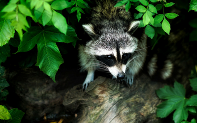 raccoon_rabies raccoon_rabies