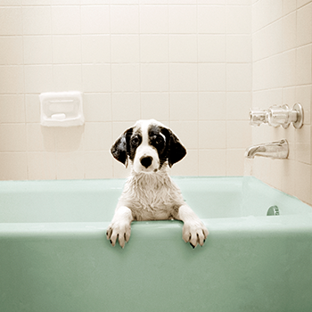 dog_bath