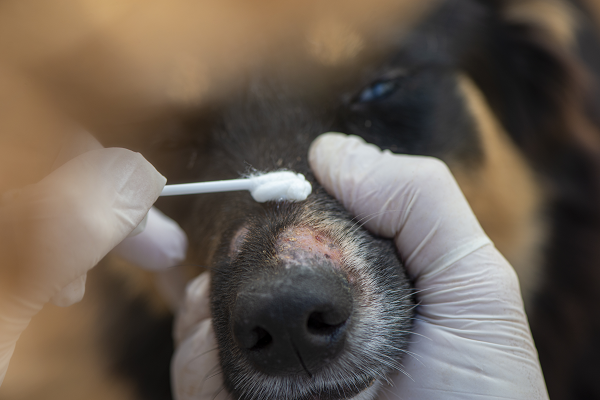 close-up view of ringworm lesions above a dog's nose