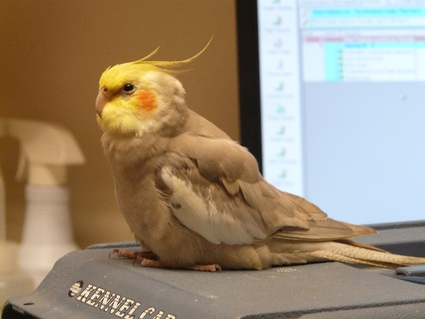 Recognizing the Signs of Illness in Pet Birds