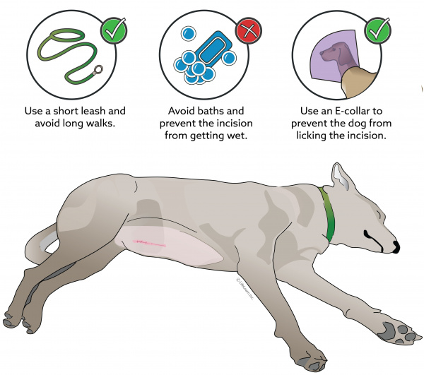 Spaying In Dogs VCA Animal Hospital spaying-in-dogs-vca-animal-hospital