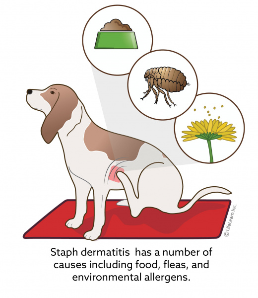 are dog skin infections contagious to humans