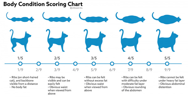 Feeding Growing Kittens VCA Animal Hospital feeding-growing-kittens-vca-animal-hospital