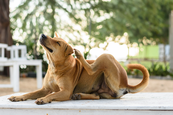 what are symptoms of tapeworms in dogs