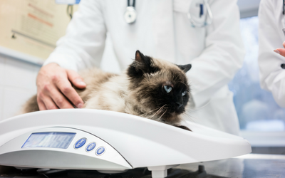 Hepatic Lipidosis in Cats (Fatty Liver Syndrome in Cats)