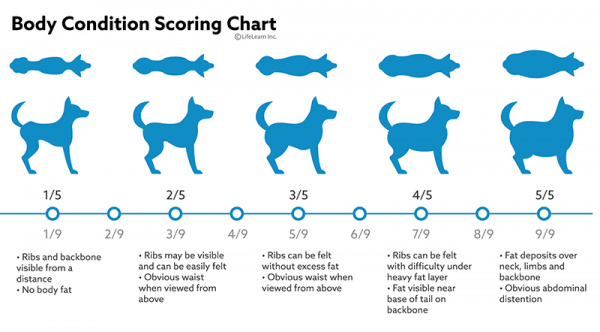 when to increase puppy food