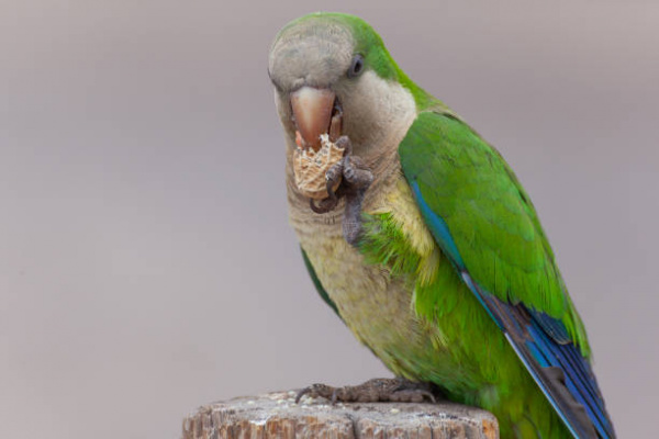 quaker parrot favorite food