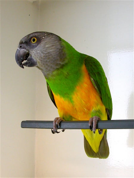 green senegal parrot