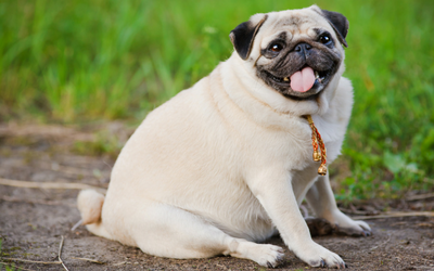 obese_dog obese_dog