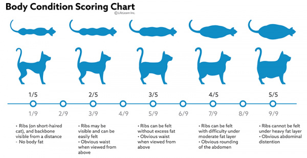 cat_body_scoring_chart_2018-02 cat_body_scoring_chart_2018-02