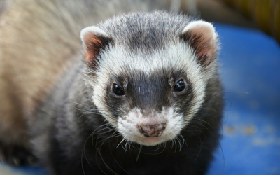 ferret giardia treatment secnidox giardiasis esetén