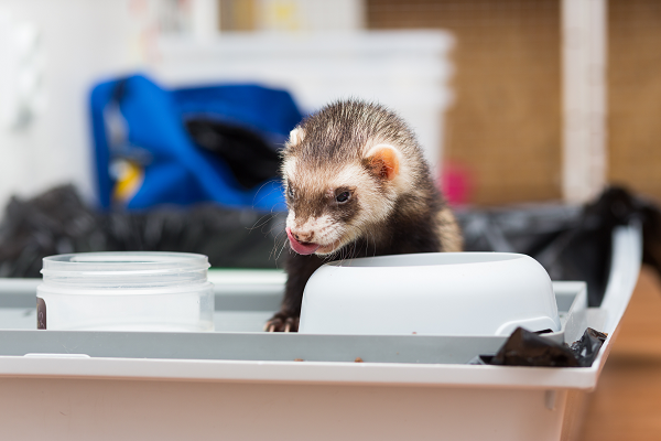 ferret treats human food